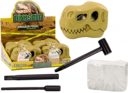 Scavi archeologici Fossili di Dinosauro Teschio