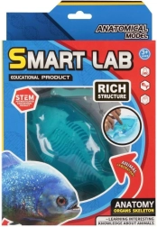 Set scientifico di anatomia – pesce