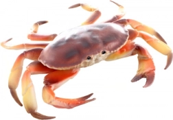 Modello di granchio in plastica 17 cm