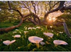 Puzzle 1000 pezzi Foresta Magica di Kalie