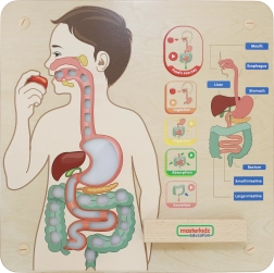 Masterkidz pannello educativo da parete – apparato digerente Montessori