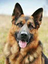 Pittura con diamanti Pastore Tedesco 30x40 cm