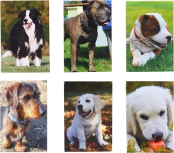 Piccolo quaderno Cagnolino 40 fogli