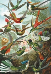 Puzzle Colibrì 1000 pezzi