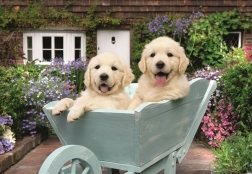 Puzzle Ravensburger Retriever D'Oro 200 Pezzi