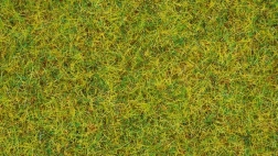 Erba statica Prato estivo 2,5 mm