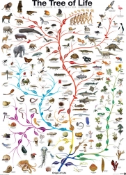 Puzzle EUROGRAPHICS Albero della Vita 1000 pezzi