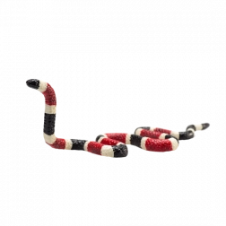 Figura realistica di serpente corallo