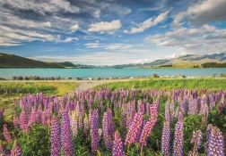 Puzzle Clementoni Lupini sul lago Tekapo 1500 pezzi