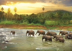 EUROGRAPHICS Puzzle Save Our Planet: Foresta pluviale 1000 pezzi