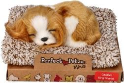 Cucciolo che dorme Cavalier King Charles Perfect Petzzz