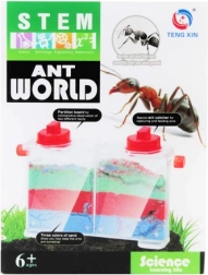 set creativo – il mondo delle formiche