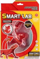 Set scientifico di anatomia – lucertola