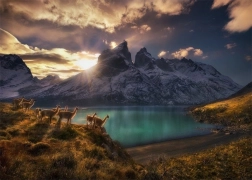 Puzzle Cile Lamy Guanaco 1000 pezzi