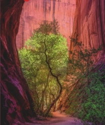 Puzzle da 1000 pezzi – canyon