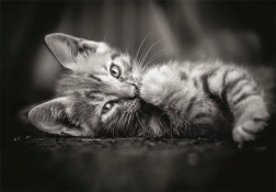 Puzzle gattino bianco e nero 1000 pezzi