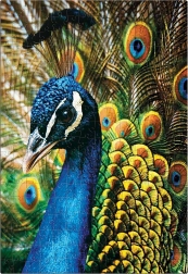 Puzzle Natura Colorata: Pavone 250 pezzi
