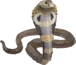 Puzzle 3D in metallo COBRA – kit METAL EARTH