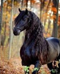 Mosaico di diamanti – cavallo nero