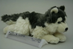 Cane husky di peluche 35 cm