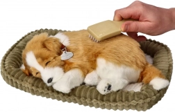 cucciolo di border collie che respira da adottare