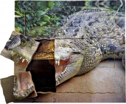 Puzzle a strati di legno Coccodrillo - Ciclo di vita