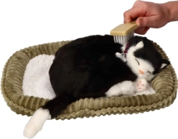 Adottami gattina bianco-nera che respira