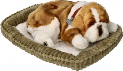 Cucciolo di bulldog che respira