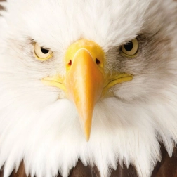 Puzzle quadrato CURIOSI Q Animal Aquila, 66 pezzi