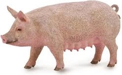 Scrofa Collecta