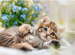 Puzzle RAVENSBURGER Gattino coccolone 500 pezzi