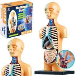 Modello anatomico del corpo umano per l'istruzione
