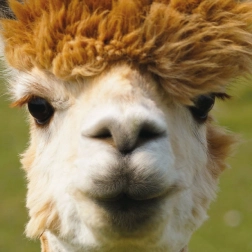 Puzzle quadrato CURIOSI Q Animal Alpaca 66 pezzi