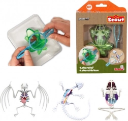 Mini laboratorio di dissezione – rana, tritone o pipistrello