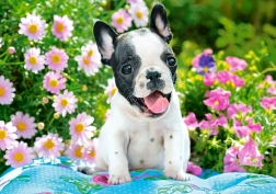 Puzzle da 500 pezzi French Bulldog Puppy