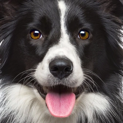 Puzzle quadrato Q Animal: cane 66 pezzi