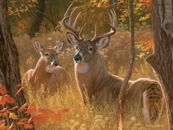 Puzzle Incontro segreto XL 275 pezzi COBBLE HILL