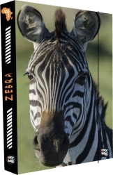 Scatola per quaderni A4 Jumbo con motivo Zebra