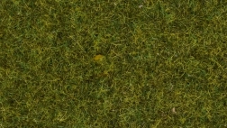 Erba statica Prato 4 mm