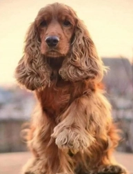 Pittura diamantata – saluto del cocker spaniel 30 × 40 cm