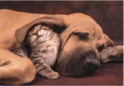 Puzzle Mazlení 500 pezzi