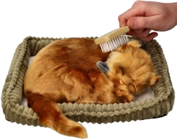 Set adozione gattino Angora turca