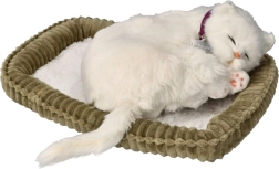 Adottami gattino bianco a pelo corto