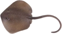 Figura di razza maculata orientale