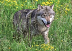 Puzzle Ravensburger Lupo impavido 1000 pezzi