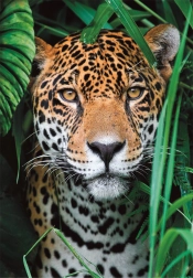 Puzzle 500 pezzi giaguaro nella giungla CLEMENTONI