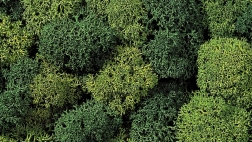 Muschio decorativo verde chiaro e verde scuro