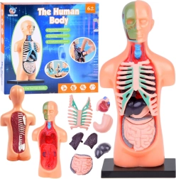 Modello educativo del corpo umano con organi rimovibili, mini 15 cm