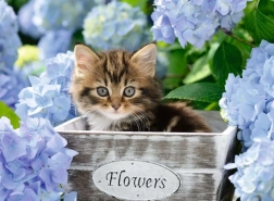 Puzzle RAVENSBURGER Gattino piccolo XXL 300 pezzi