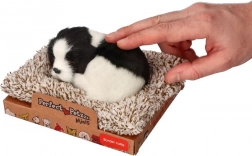 Border collie che dorme sul cuscino